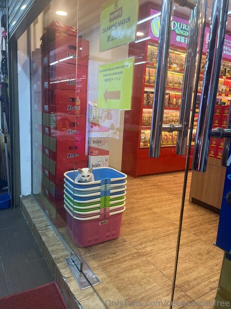 Ceeceerosefree top nacktheit archiv