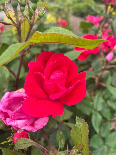 Alchemicalreaction xxx sex archiv