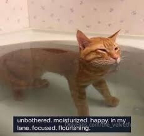 The Velvetfox top pornostar bild