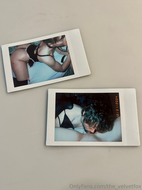 The Velvetfox kostenlose beste galerie