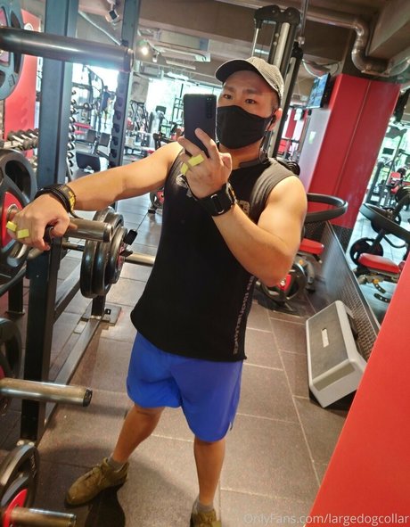 largedogcollar Profilbild