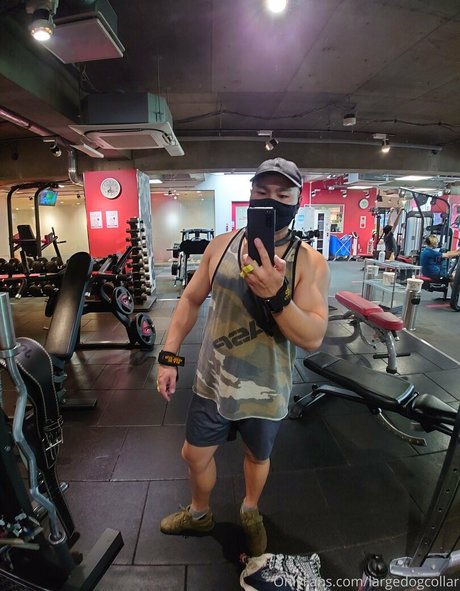 largedogcollar model top galerie