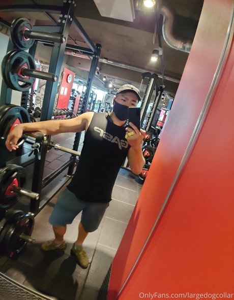 largedogcollar hübsche hd galerien