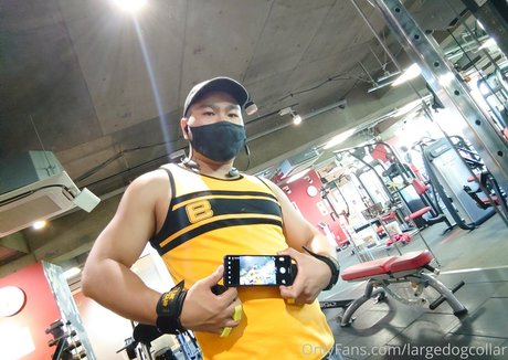 largedogcollar kostenlose exklusive bilder