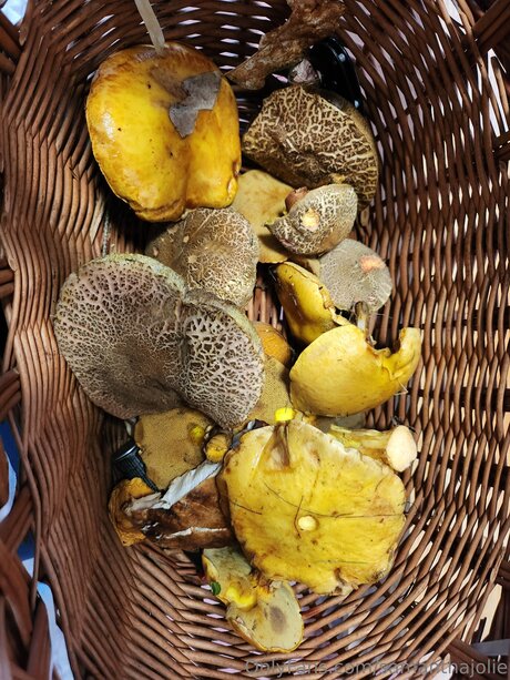 Samanthajolie Profilbild