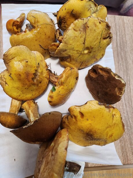 Samanthajolie top porno bild