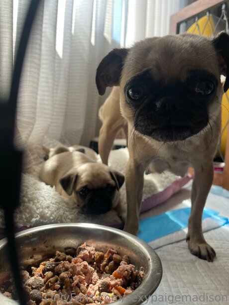 Sexypaigemadison kunst nackten bild