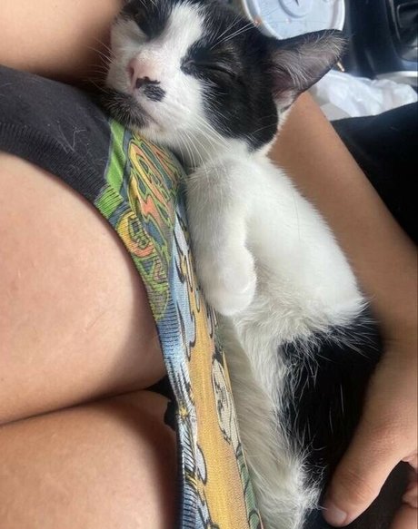 Uculdcme hd freie bilder