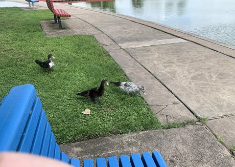 bunnycocoa hübsche kostenlose bilder