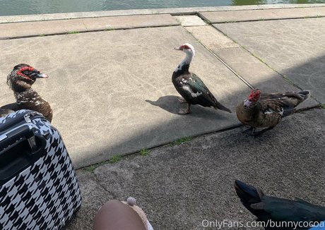 bunnycocoa schöne porno bilder