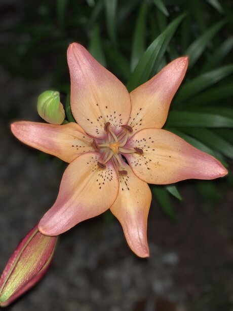 Aspen Rose hd erotische bild