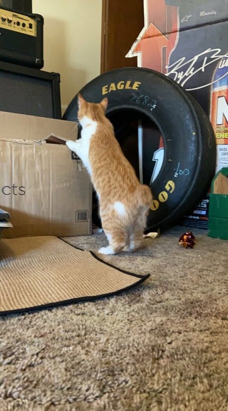 katiebuggz model nacktheit foto