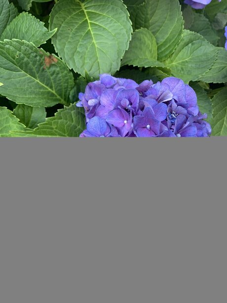 Mollusc porno hd foto