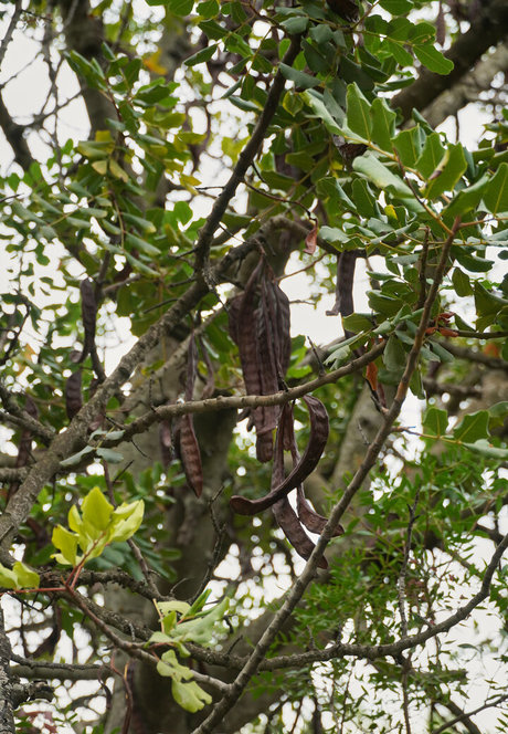 more than palnts kostenlose akt bild