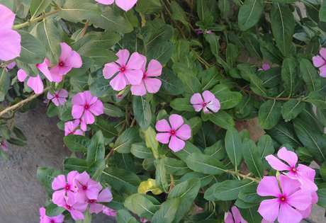 Lucillexs xxx erotische bild