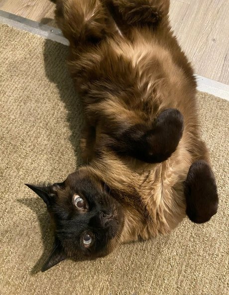 Karlibra kostenlose nackte fotos