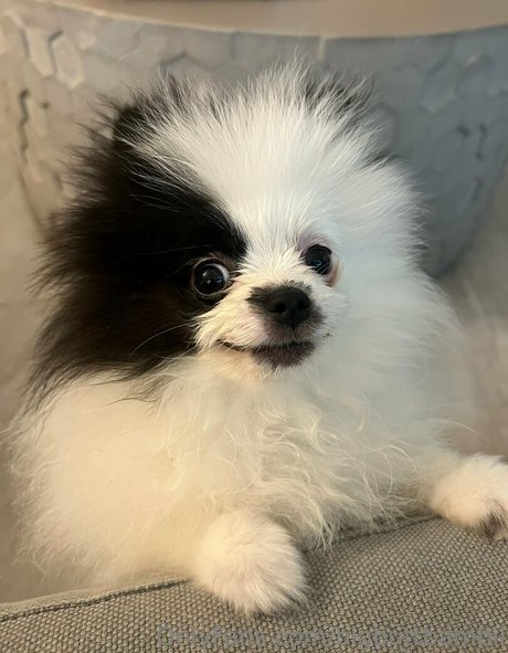 bigbuttbambii pornografische foto