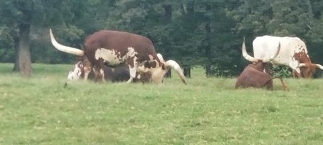 kittylee erotische top galerie