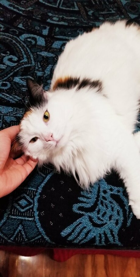 empressming hübsche erwachsene foto