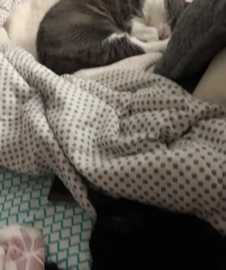 piperplatinumvip erotische hübsche galerien