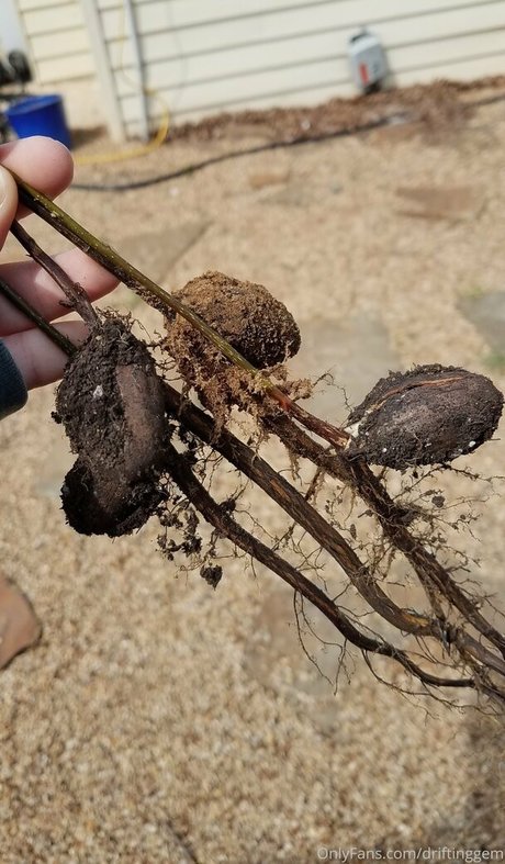 driftinggem perfekte pornographische fotos