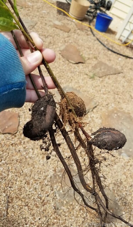 driftinggem hübsche nette fotos