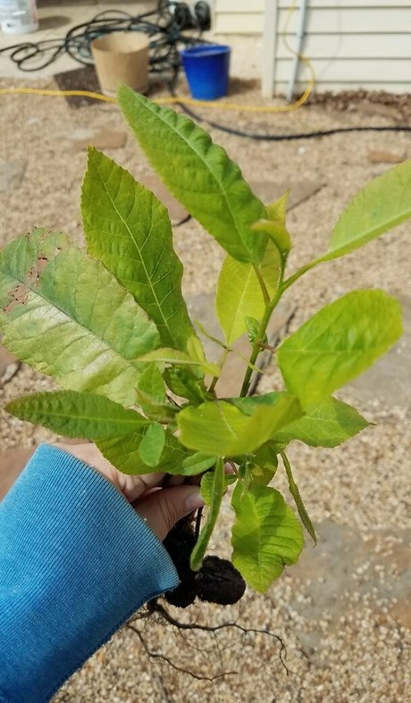 driftinggem Profilbild