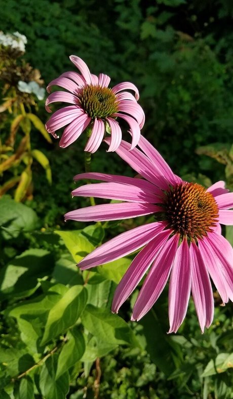 driftinggem kostenlose hd foto