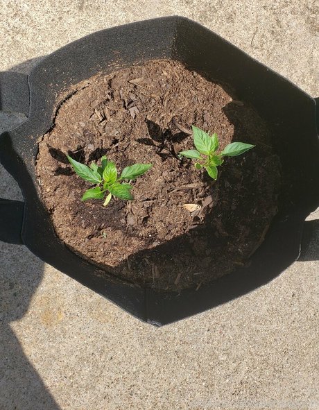 veronikaplants nacktheit nette galerie