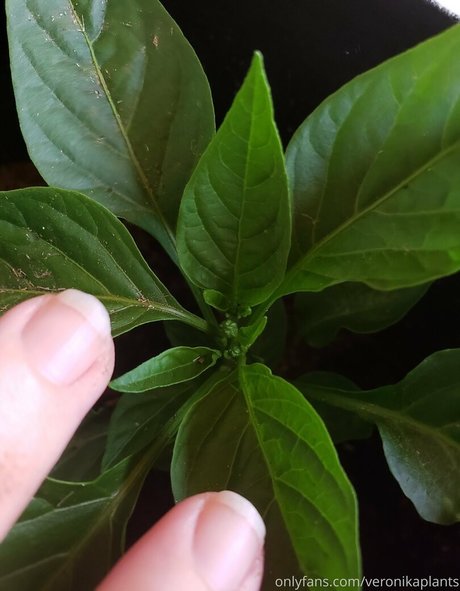 veronikaplants kunst erwachsene fotos