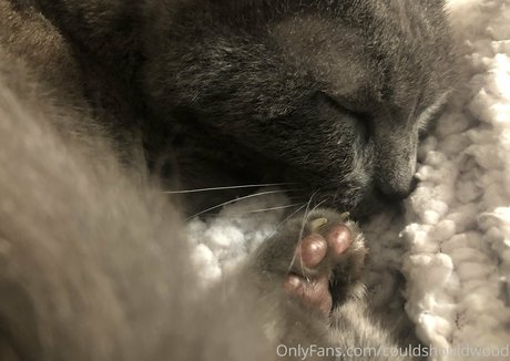 couldshouldwood beste pornostar galerie