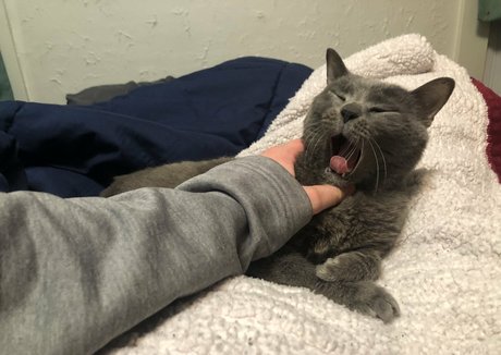 couldshouldwood perfekte kostenlose galerien