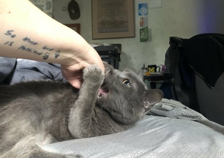 couldshouldwood kostenlose beste fotos