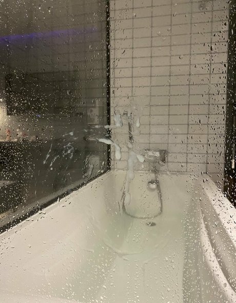 alpaca bkk erwachsene schöne foto