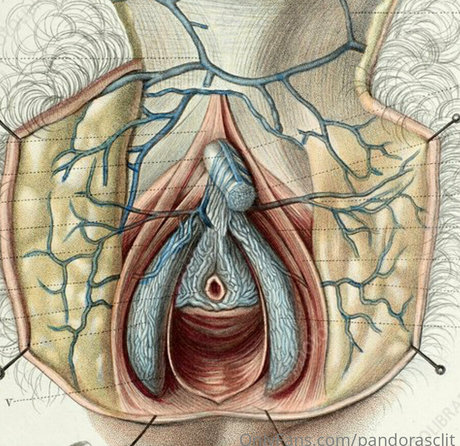 Pandorasclit sexy heiße archiv