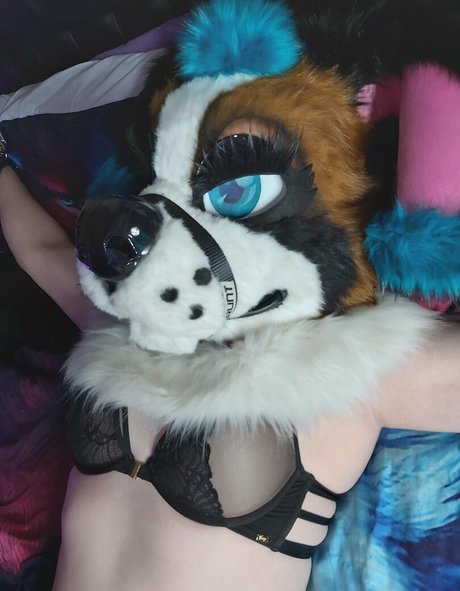 lexipuppy top freie foto