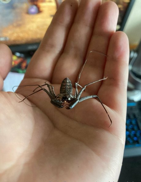 sushisquishy top beste bild