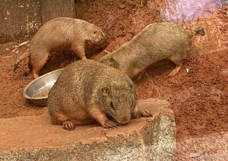 omankovivi Profilbild