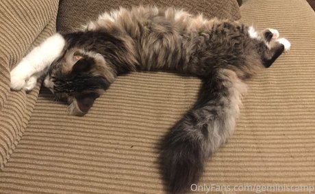 geminiscamp kunst erwachsene bilder