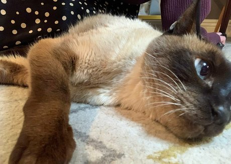 freebunbun porno hd galerie