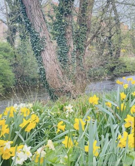 englishrosie21 pornostar perfekte archiv