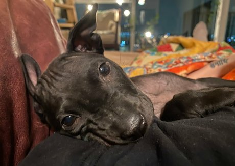 livewell withkate pornostar perfekte bilder