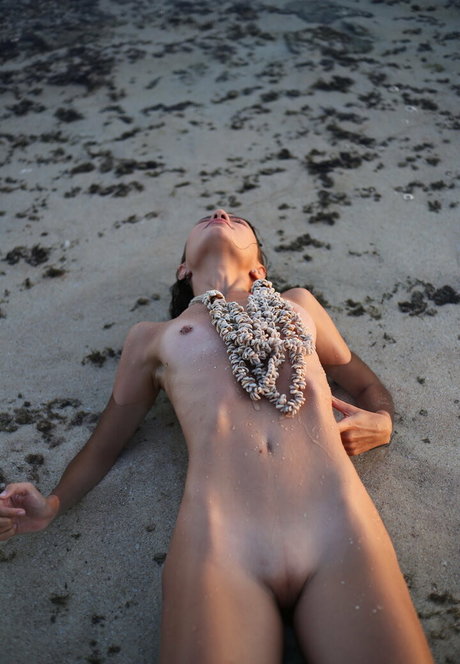 grilled avocadoz heiße exklusive galerie