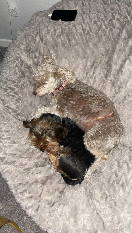 dramamamaasmr freie top galerien