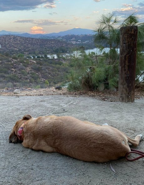 cocovandi xxx pornographische foto