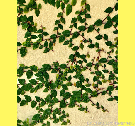 ravenhex3 pornostar schöne bild