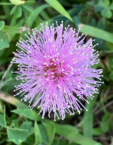 ravenhex3 heiße schöne galerien