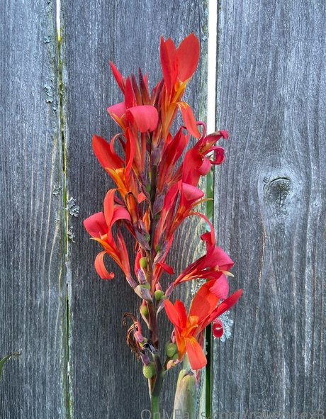 ravenhex3 beste nackte galerie