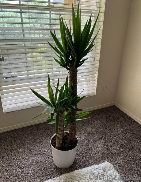 jazzy3ds nacktheit erwachsene fotos