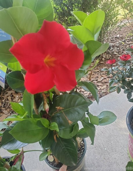 bee88i kunst schöne bild